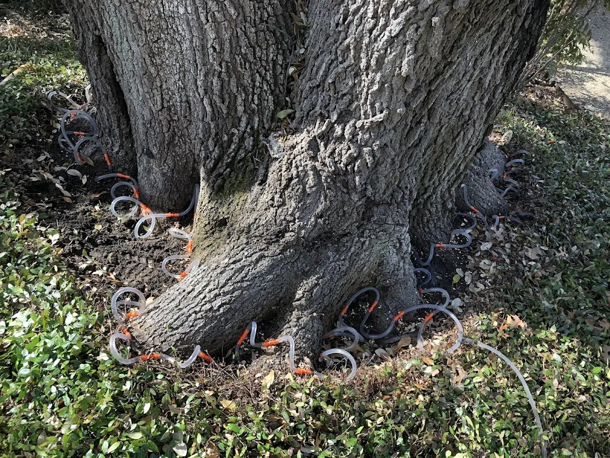 Detailed Tree Cabling and Bracing job site in Ceylon