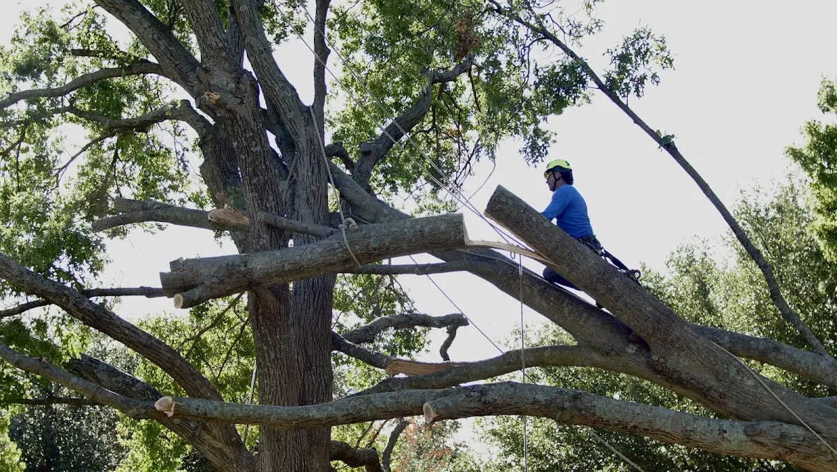 Professional Hazardous Tree Removal performed by certified arborists in Ceylon